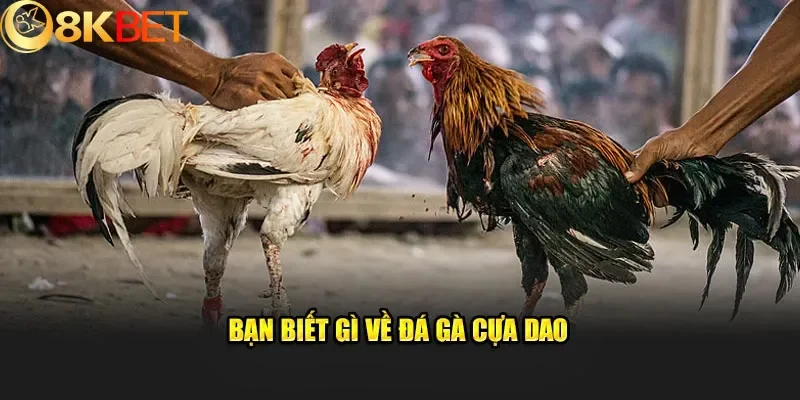 Đá gà cựa dao là môn chọi gà với cựa sắc như lưỡi dao, tạo nên những trận đấu kịch tính và khó lường